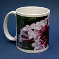 mug362 vib carlesii 0856